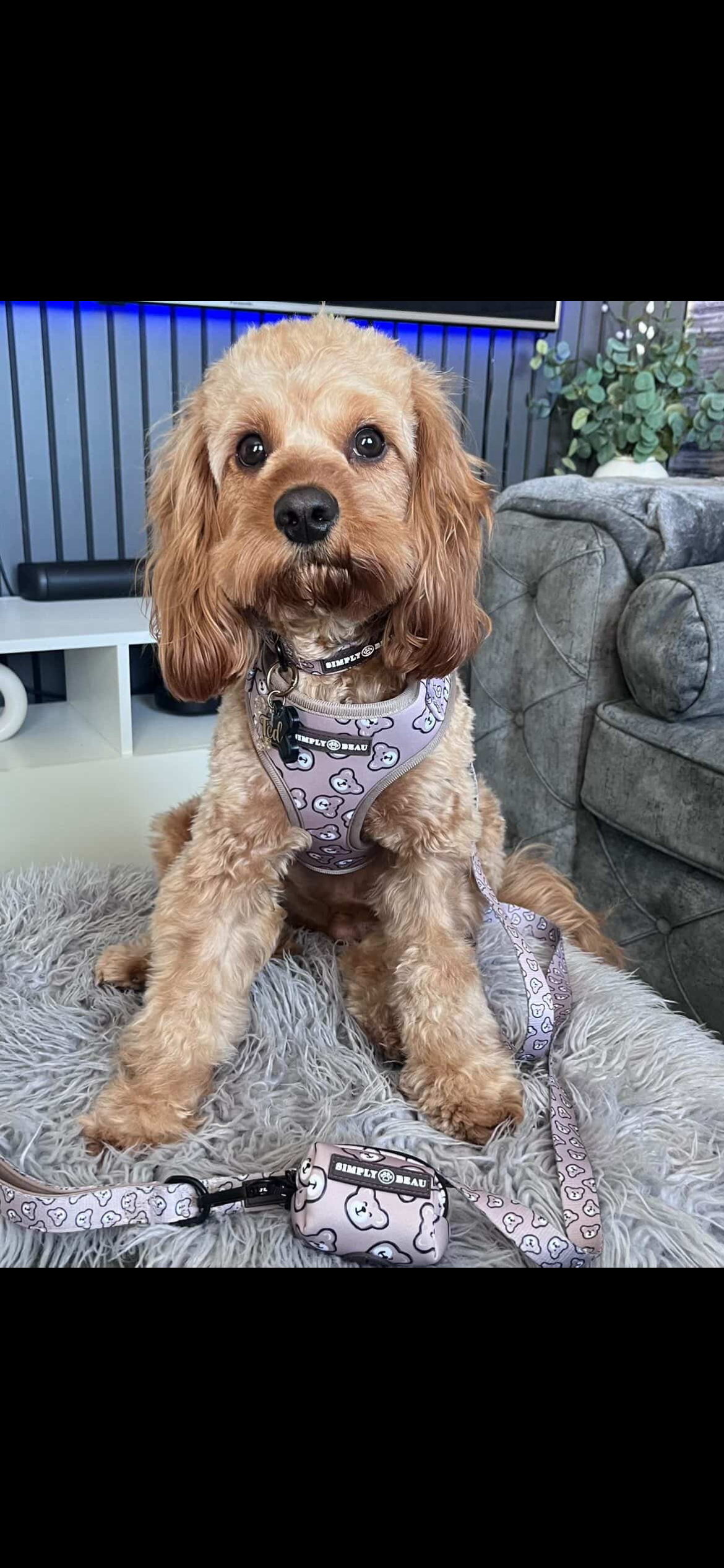 Beau Bear Collar