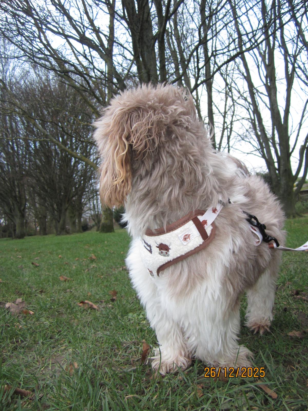 Coco Cow Sherpa Mega Bundle: Harness, Collar, Lead & Poop Bag Holder