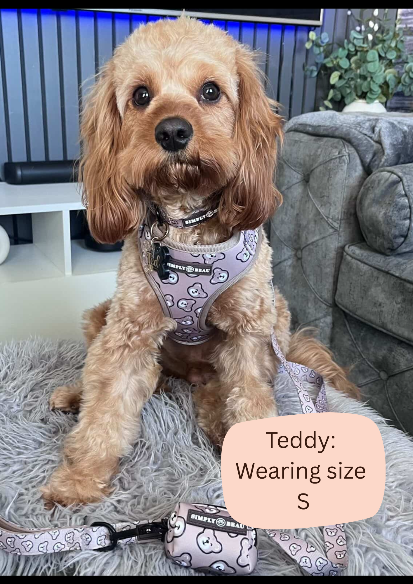 Striped Society Harness Bundle: Harness, Lead and Poop Bag Holder