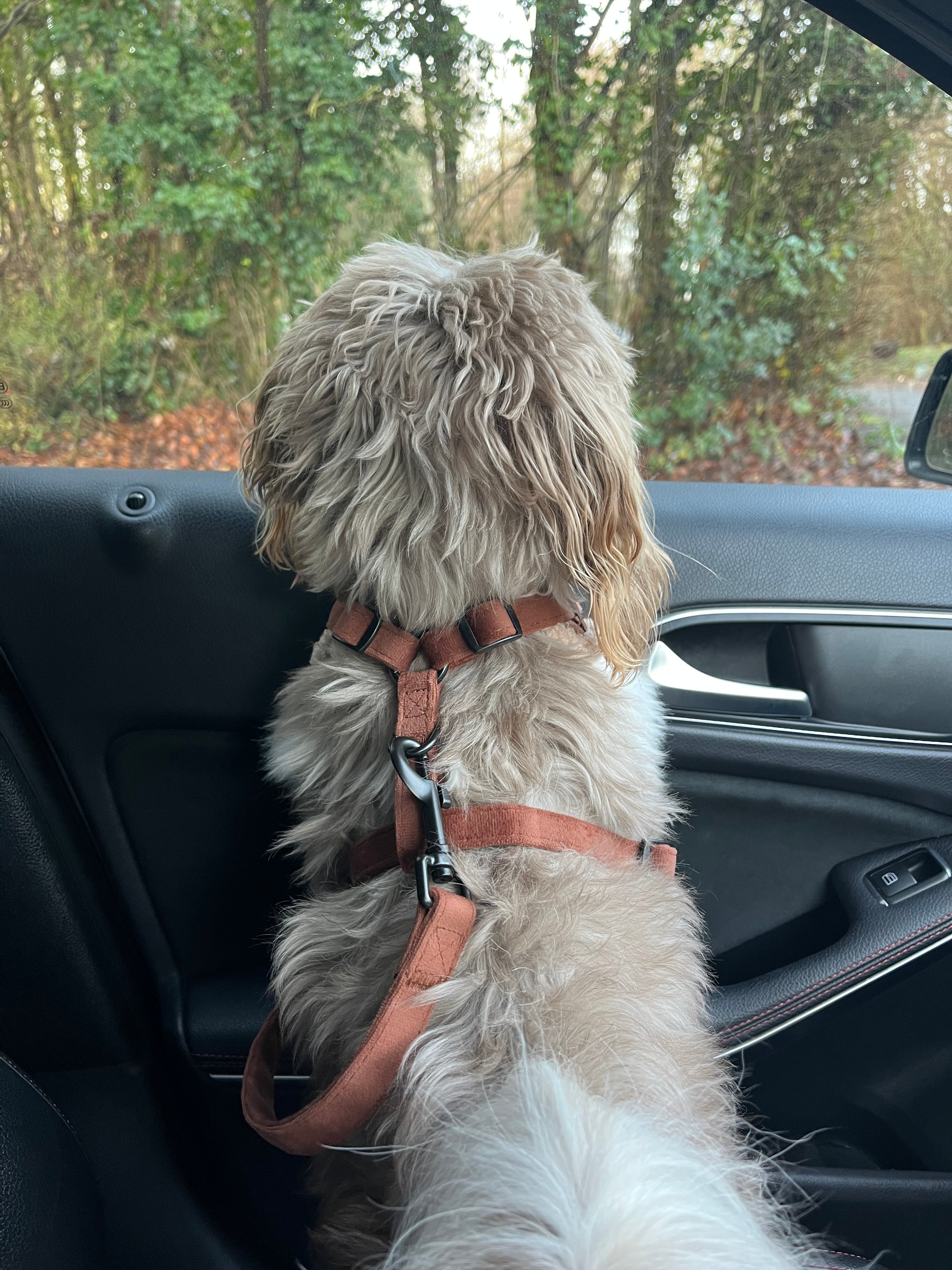 Aviator Adventure Lead