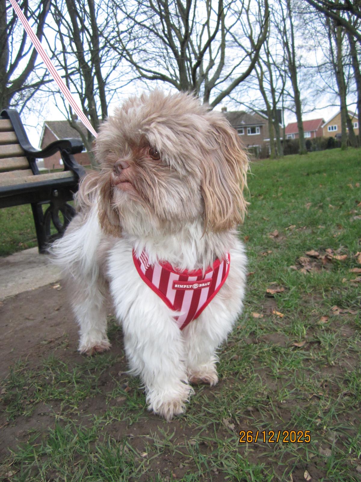 Striped Society Harness