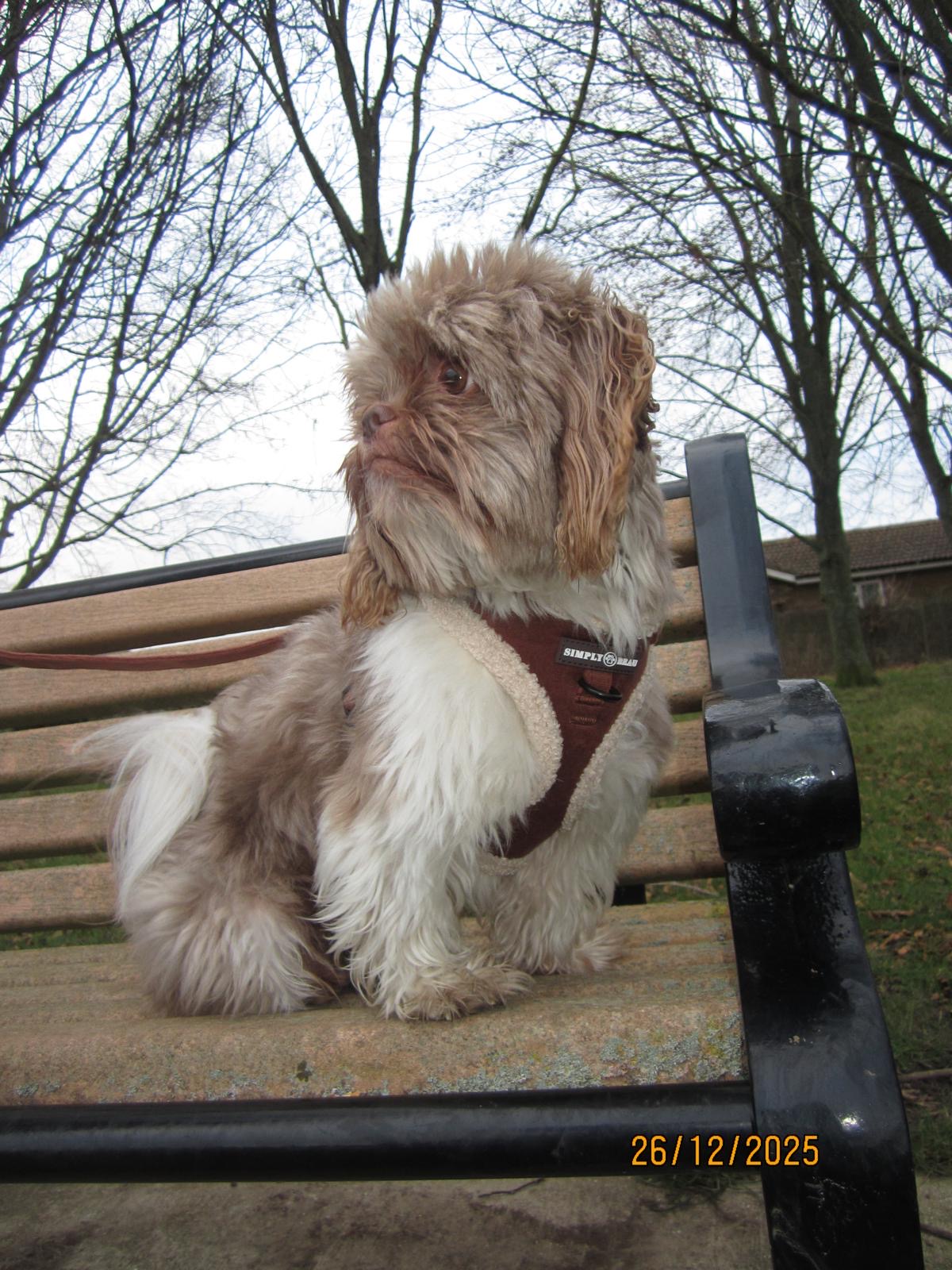 Aviator Adventure Mega Bundle: Harness, Collar, Lead & Poop Bag Holder