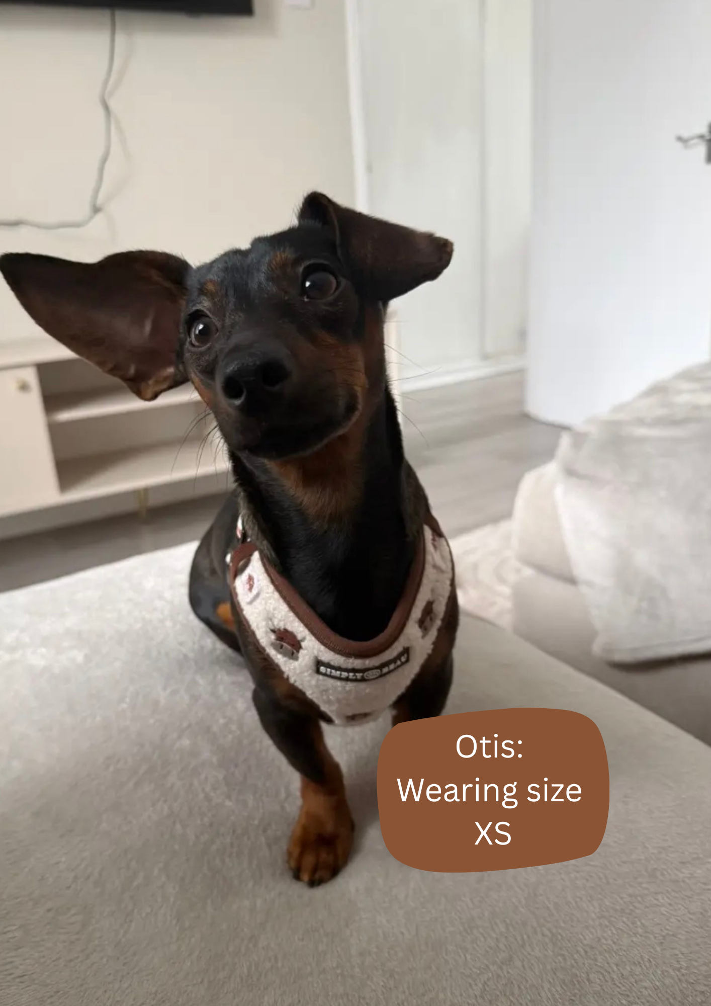 Coco Cow Harness Bundle: Harness, Lead and Poop Bag Holder
