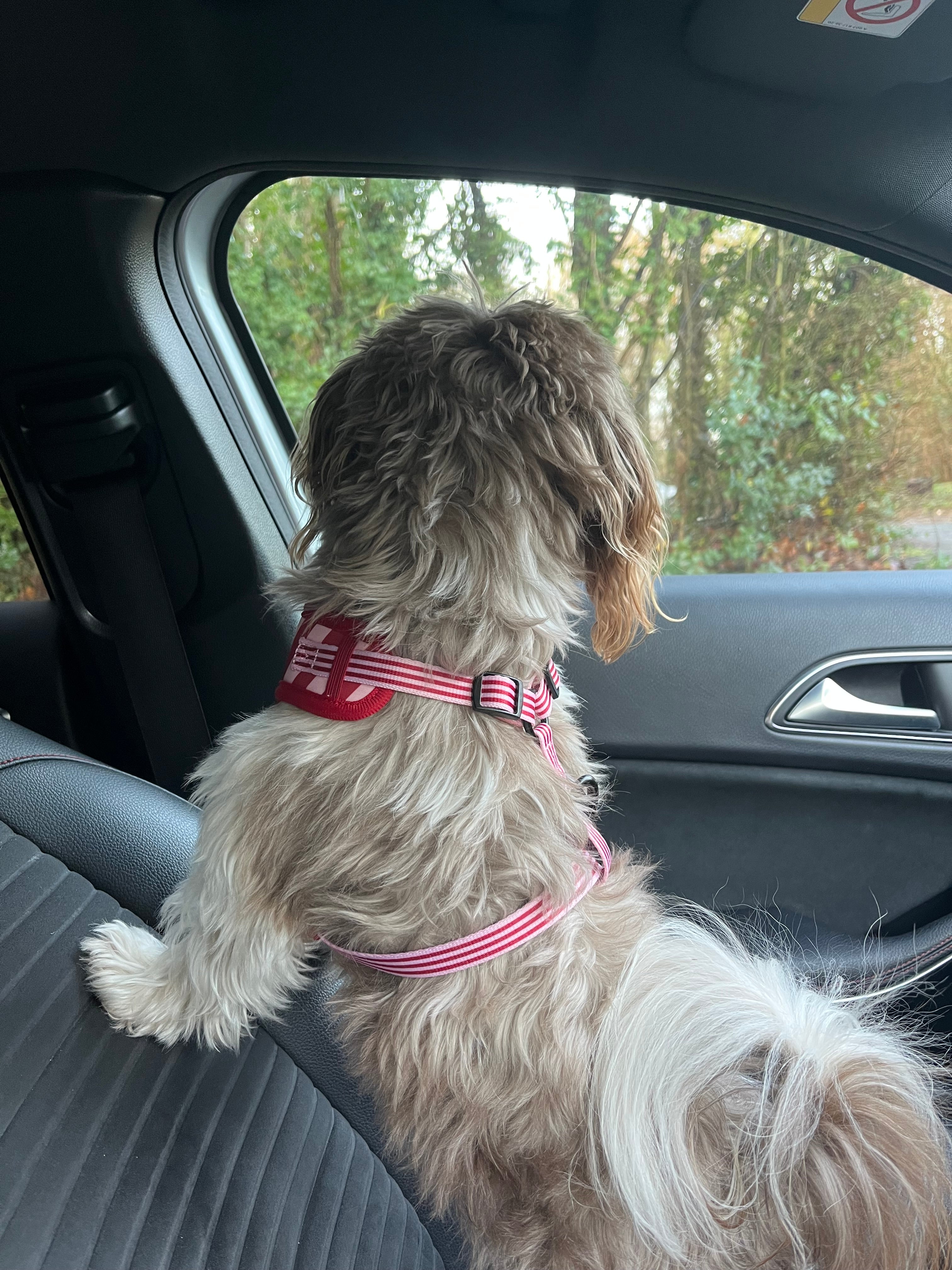 Striped Society Harness