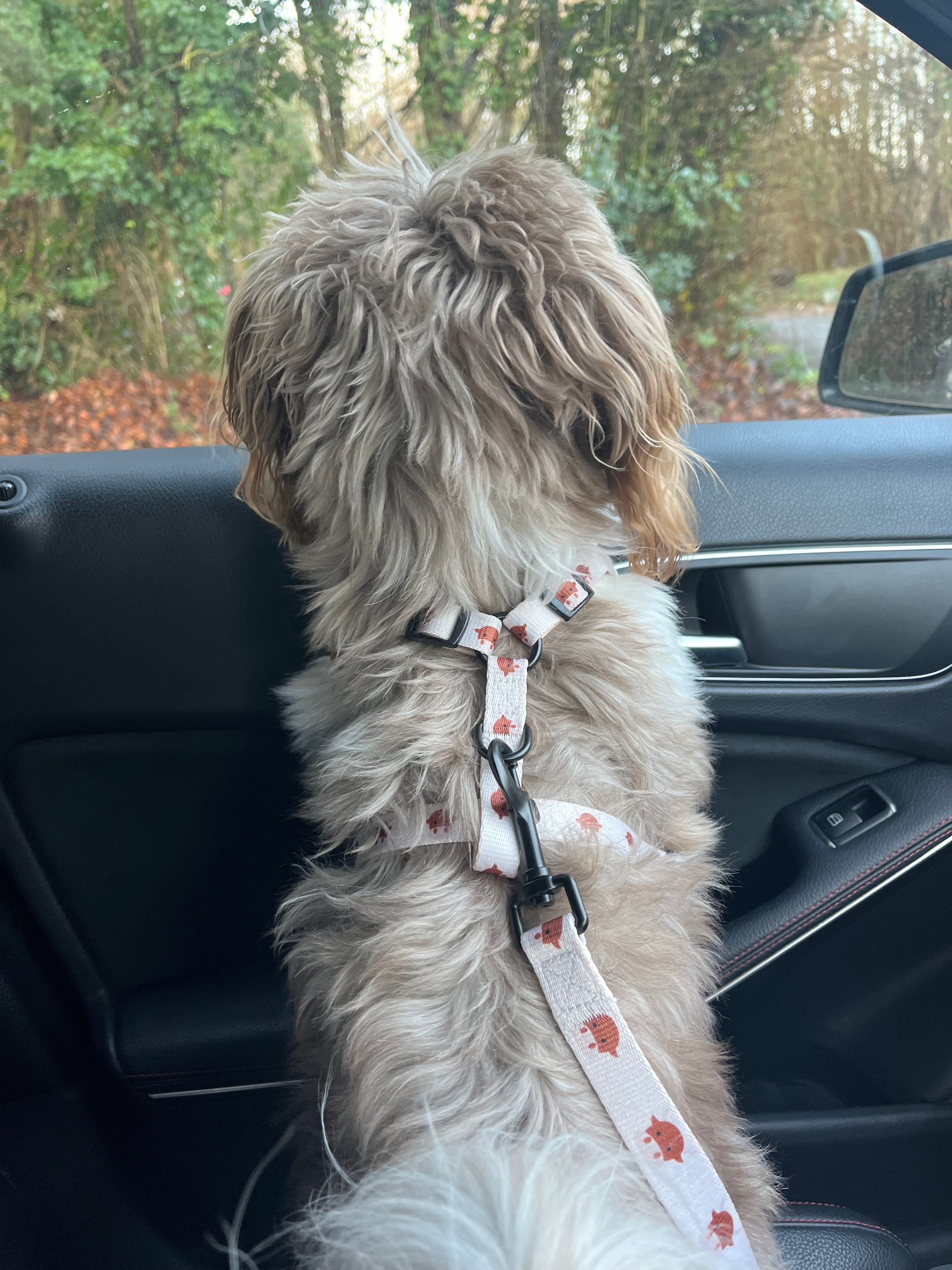 Coco Cow Sherpa Mega Bundle: Harness, Collar, Lead & Poop Bag Holder