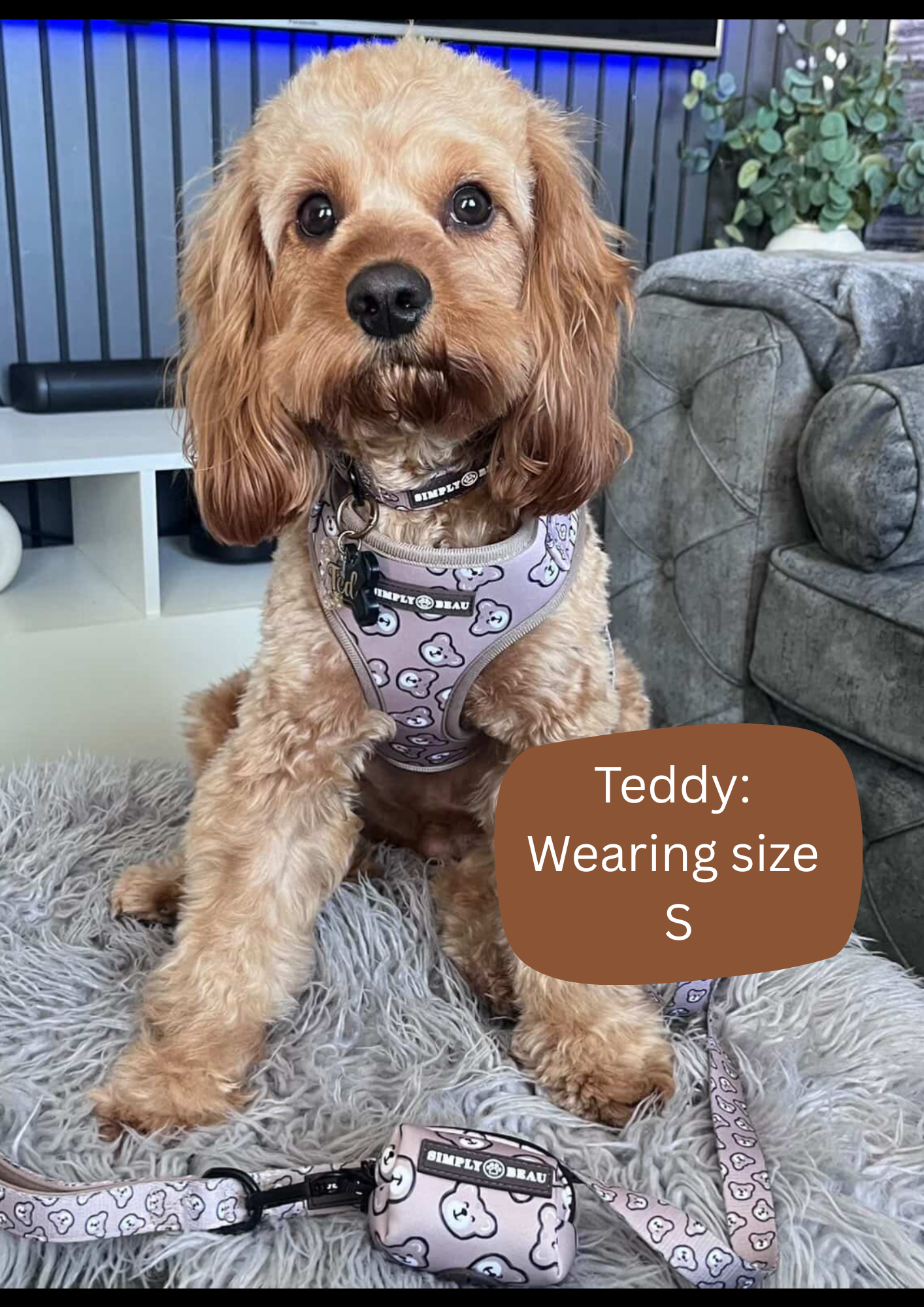 Beau Bear Harness Bundle: Harness, Lead and Poop Bag Holder